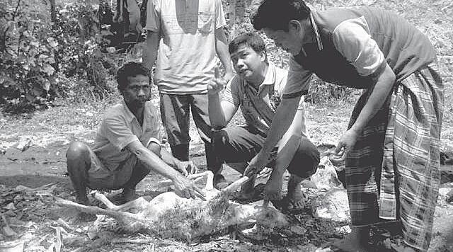 30 sapi mati di banyuwangi