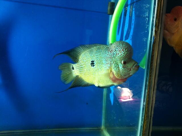 ikal louhan RML Cencu dan GOLDEN BASE GB ( TURUN HARGA )