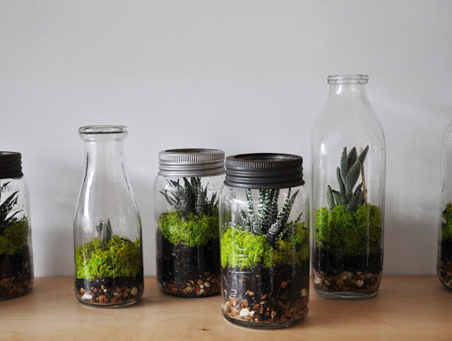 (Share) Terrarium