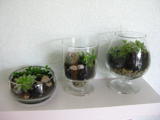 (Share) Terrarium