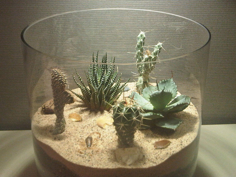 (Share) Terrarium