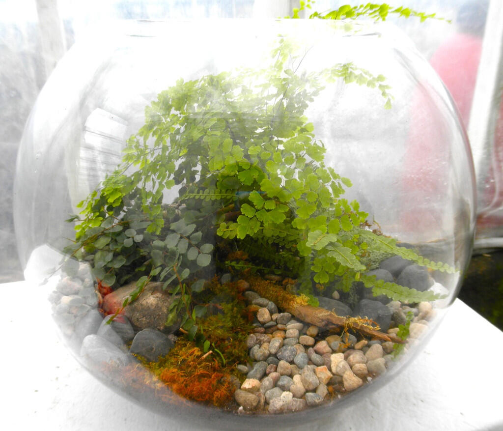 (Share) Terrarium