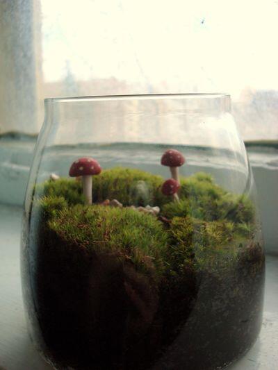 (Share) Terrarium