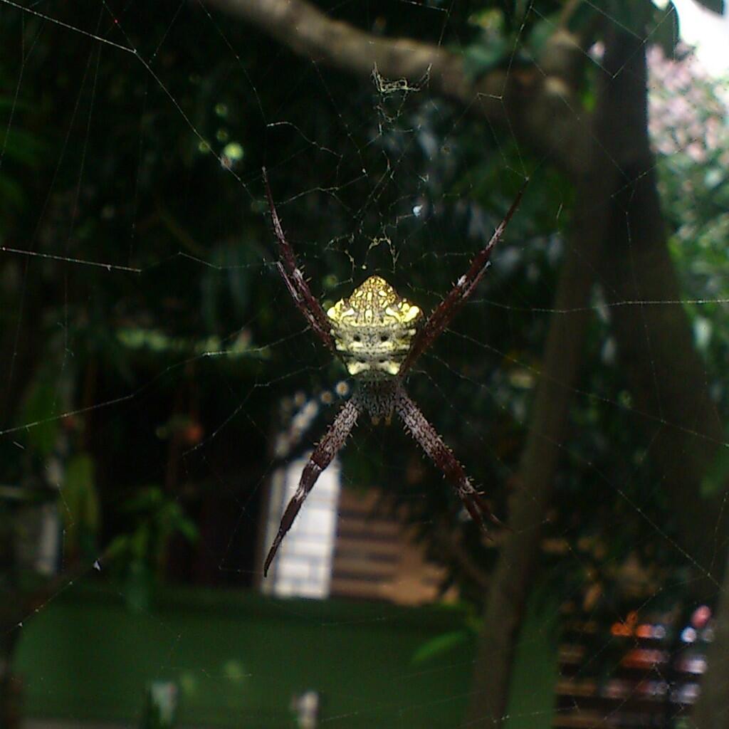 handphone photography
