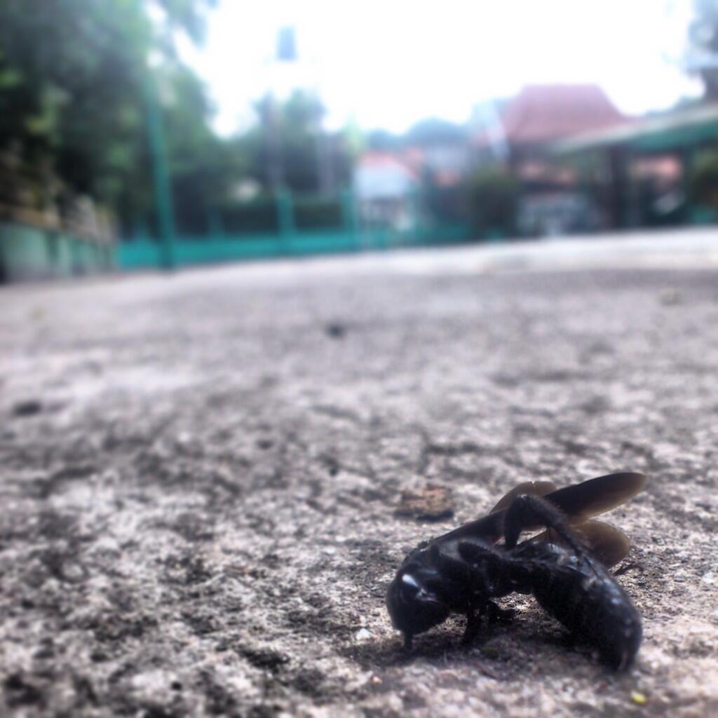 handphone photography