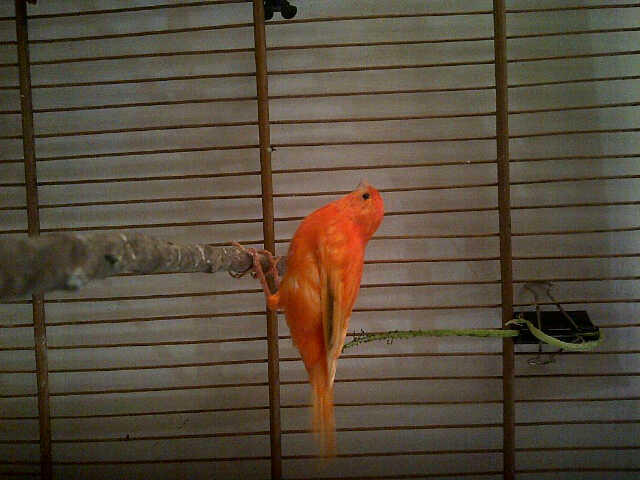 Terjual Burung Kenari Merah Borongan Bandung Kaskus