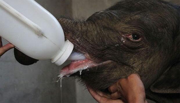 Bayi Gajah Ini Menangis 5 Jam Setelah Diinjak Induknya