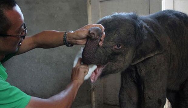 Bayi Gajah Ini Menangis 5 Jam Setelah Diinjak Induknya