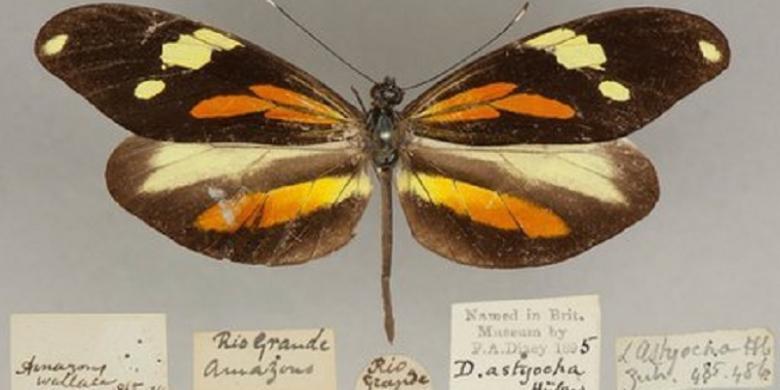 Penemuan Kupu kupu langka