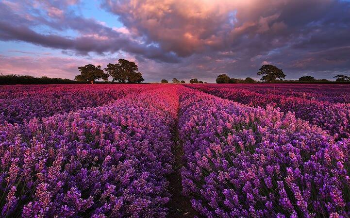 Indahnya Kebun Lavender Somerset Inggris