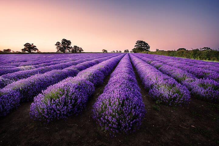 Indahnya Kebun Lavender Somerset Inggris