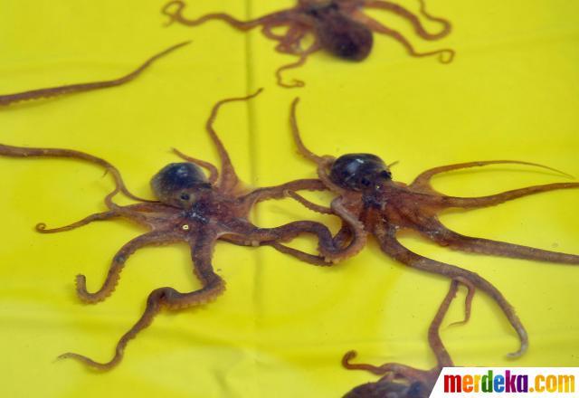 festival menyantap gurita hidup di Korea