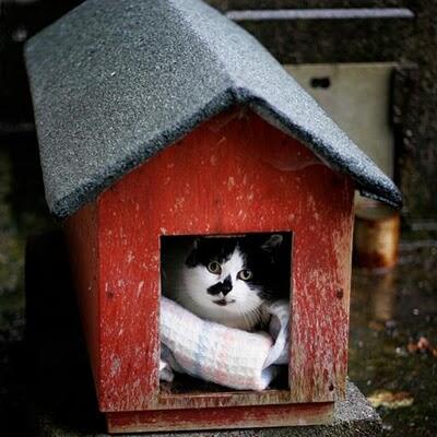 Kucing-kucing Lucu Saat si Foto