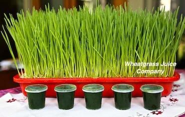 Wheatgrass Juice