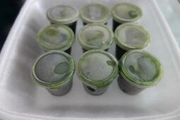 Wheatgrass Juice