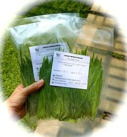 Wheatgrass Juice