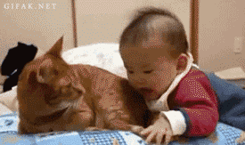 Cats in GIF