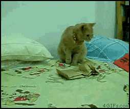 Cats in GIF