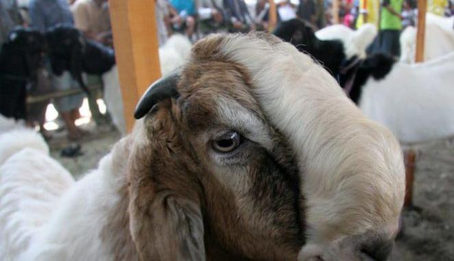 EDAN PRIA INGGRIS SETUBUI KAMBING