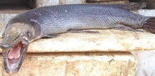 Gawat, Ikan Buas Amazon Berkeliaran di Jatiluhur