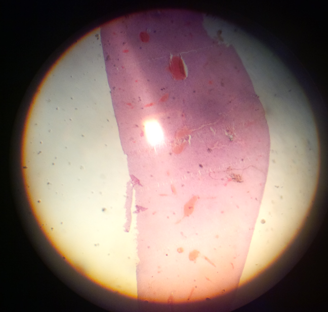 Kumpulan foto hasil pengamatan ane lewat mikroskop