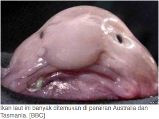 &#91;Ini Dia&#93; Blobfish, Binatang Paling Jelek di Dunia