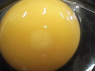 Foto Proses Kuning Telur Menjadi Anak Ayam