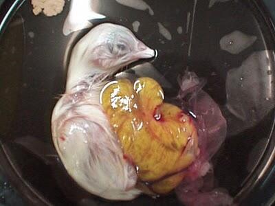 Foto Proses Kuning Telur Menjadi Anak Ayam