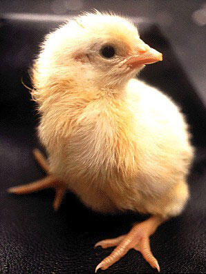 Foto Proses Kuning Telur Menjadi Anak Ayam