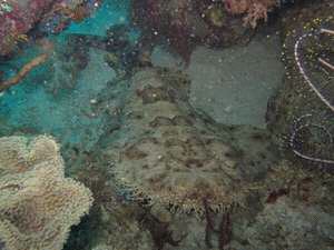Hiu Karpet Dari Raja Ampat
