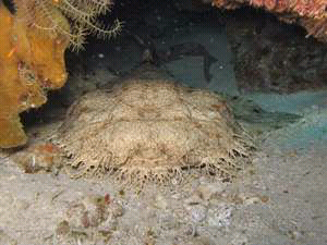 Hiu Karpet Dari Raja Ampat