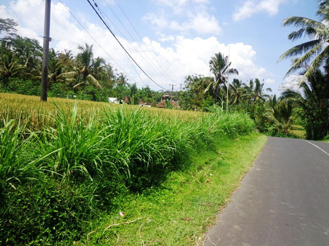 DI JUAL SAWAH LOKASI DUSUN GARUNG, DUKUN, MUNTILAN,KAB MAGELANG