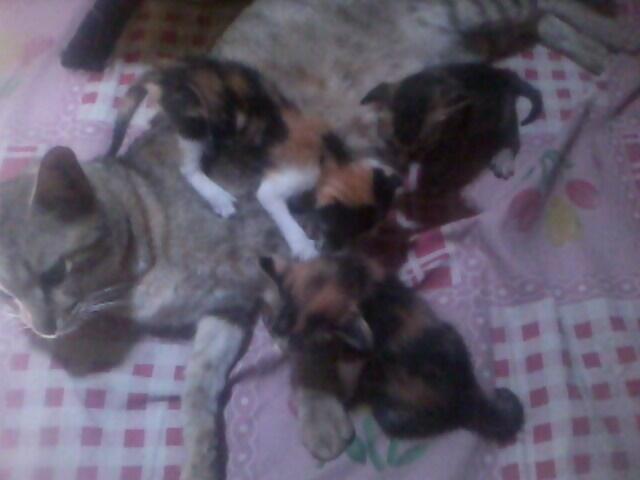 kucing persia