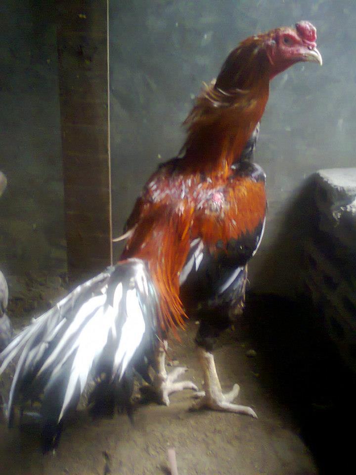 ayam bangkok ( anakan teknik nglock )