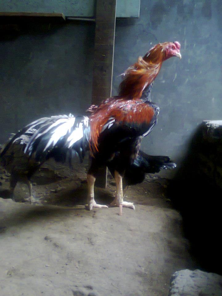 ayam bangkok ( anakan teknik nglock )