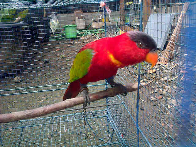 Dijual Nuri Seram