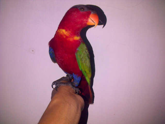 Dijual Nuri Seram
