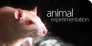 ~*ALL ABOUT ANIMAL TESTING*~