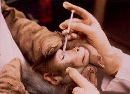 ~*ALL ABOUT ANIMAL TESTING*~
