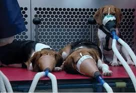 ~*ALL ABOUT ANIMAL TESTING*~