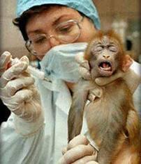 ~*ALL ABOUT ANIMAL TESTING*~