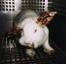 ~*ALL ABOUT ANIMAL TESTING*~