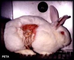 ~*ALL ABOUT ANIMAL TESTING*~