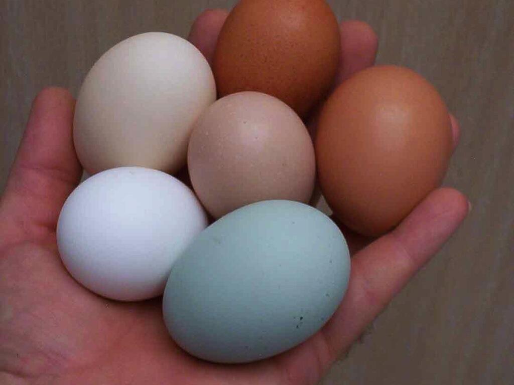 Купить яйца курей