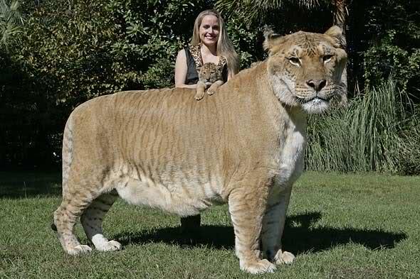 Spesies-Spesies &quot;Big Cat&quot; Paling Mengagumkan Di muka Bumi