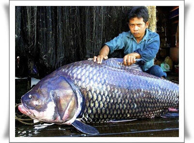 Beberapa Ikan Terbesar Di Dunia yang tertangkap