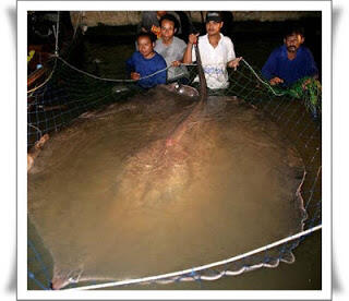 Beberapa Ikan Terbesar Di Dunia yang tertangkap