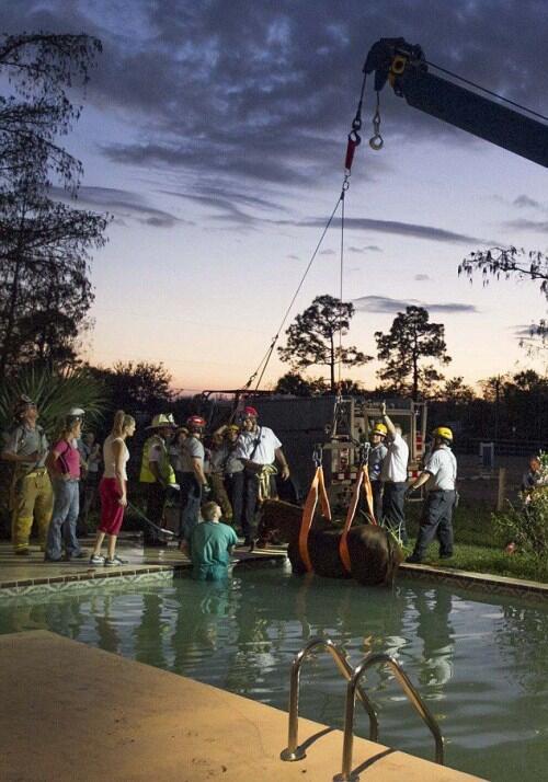 PENYELAMATAN SEEKOR KUDA (+PIC)