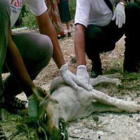 &#91;DOG LOVER MASUK&#93; Terjadi di BALI !!