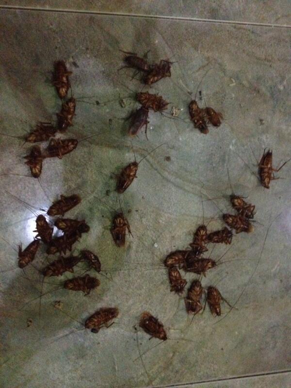 Hewan-hewan Penghuni Abadi Rumah Agan